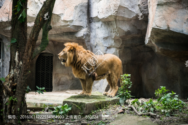 雄獅