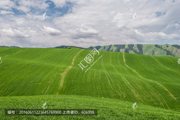 新疆高山麥田