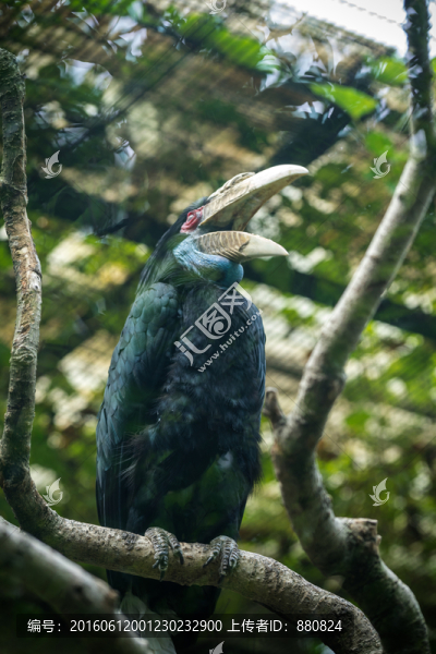 犀鳥