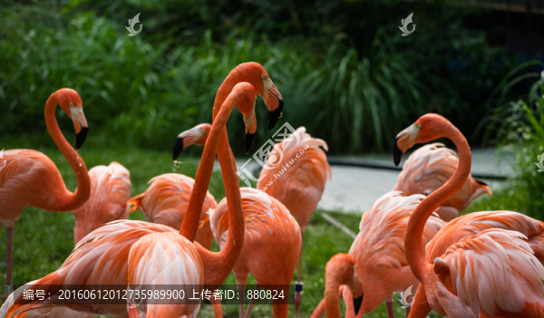 火烈鳥(niǎo)