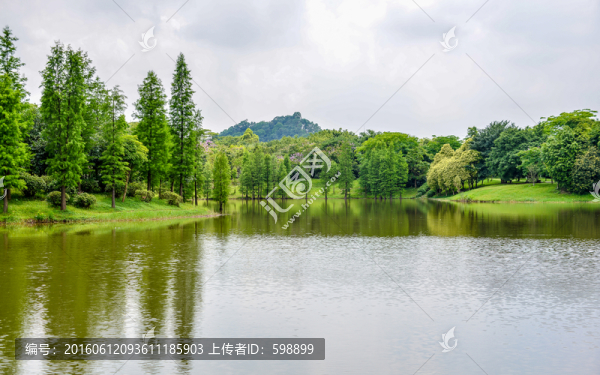 湖畔陽光水杉
