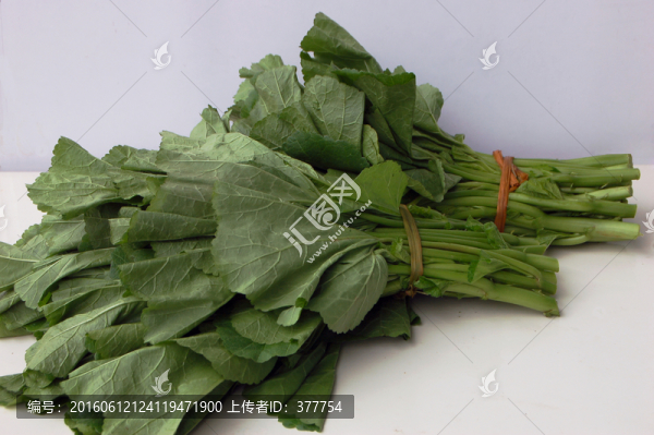 冬寒菜