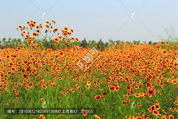 黃花
