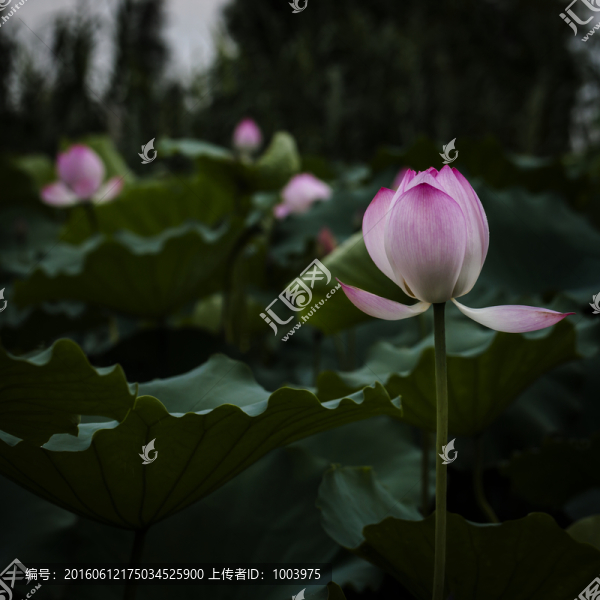 荷花,夏荷