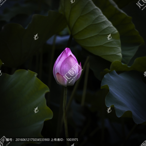 荷花,夏荷