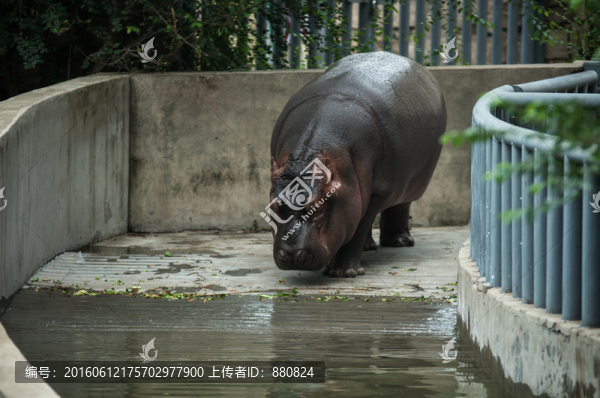 河馬