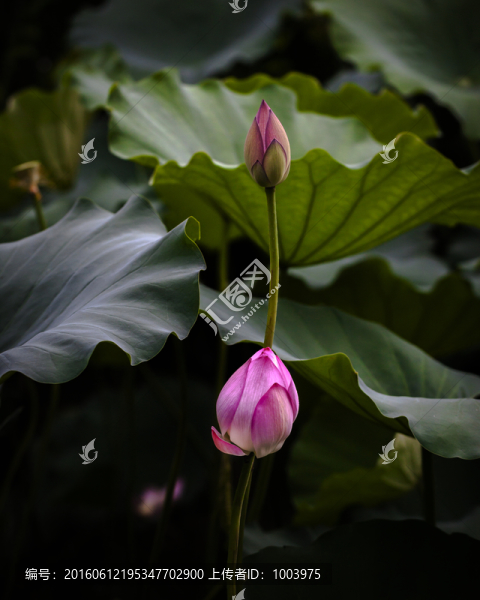 荷花,夏荷