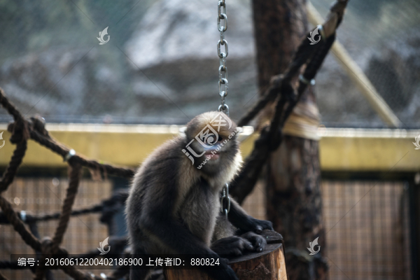 金絲猴