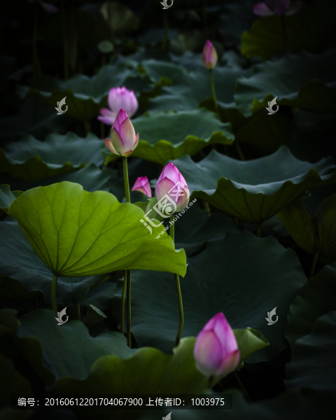 荷花,夏荷