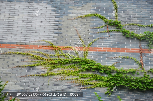 青磚墻和爬山虎