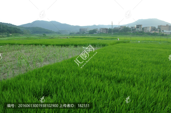農(nóng)田青苗