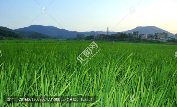 水稻風景