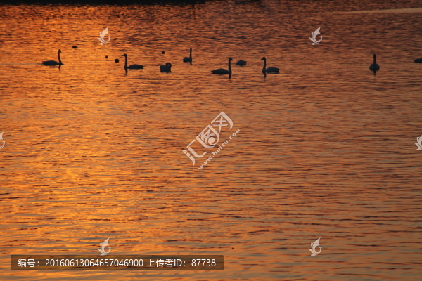 天鵝