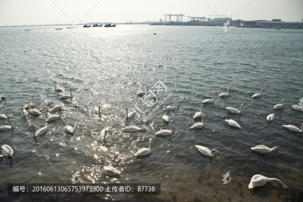 天鵝湖