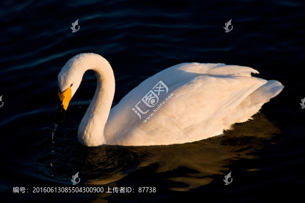 天鵝