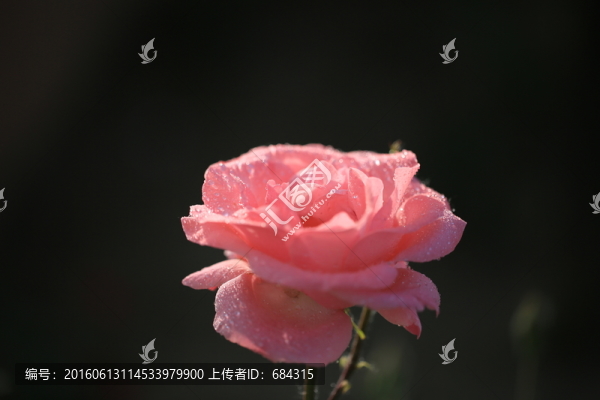 月季花