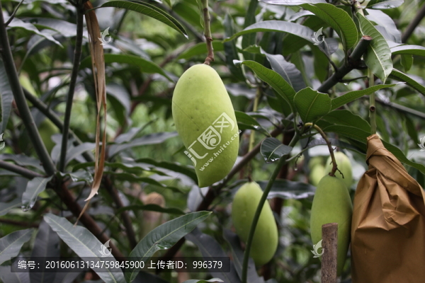 云南象牙芒果