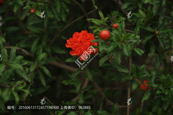石榴花