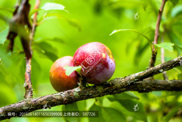 陽(yáng)光下李子