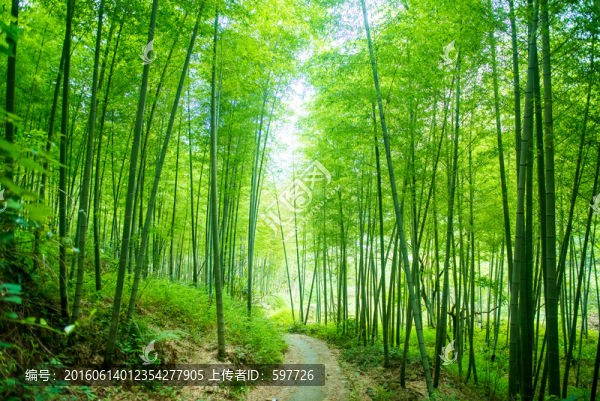 竹林小路