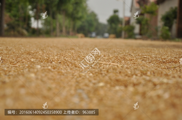 麥粒