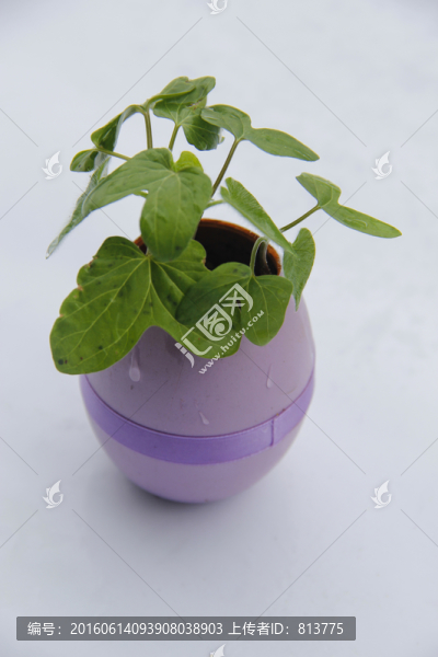 靜物彩蛋苗