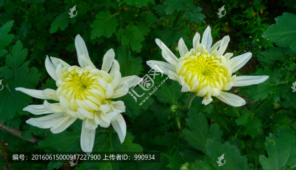 菊花