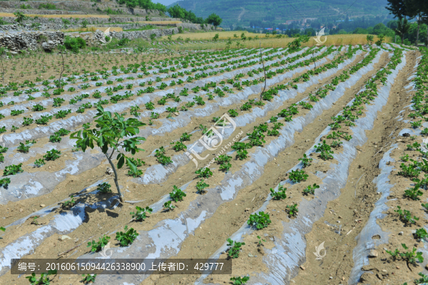 花生地,農(nóng)田