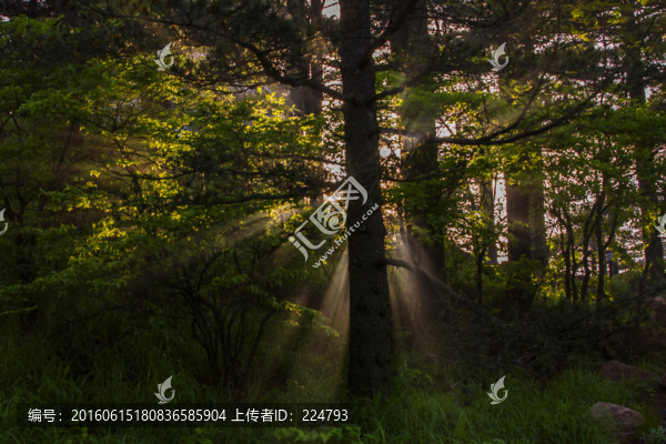 林中光芒