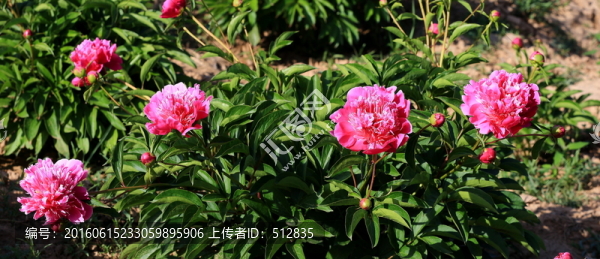 芍藥花