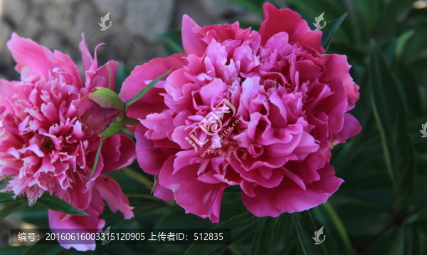 芍藥花