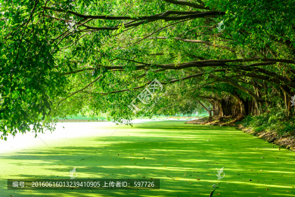 樹林陽光倒影