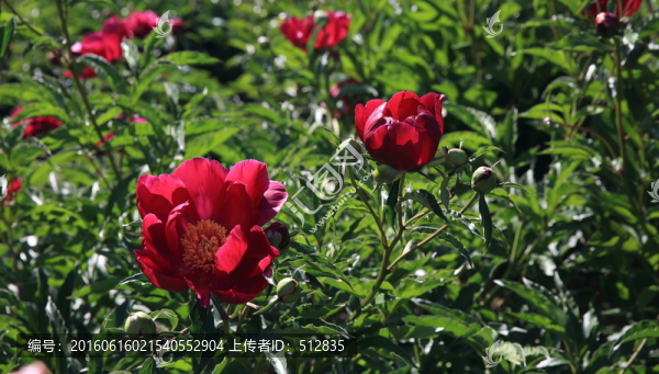 芍藥花