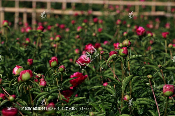 芍藥花