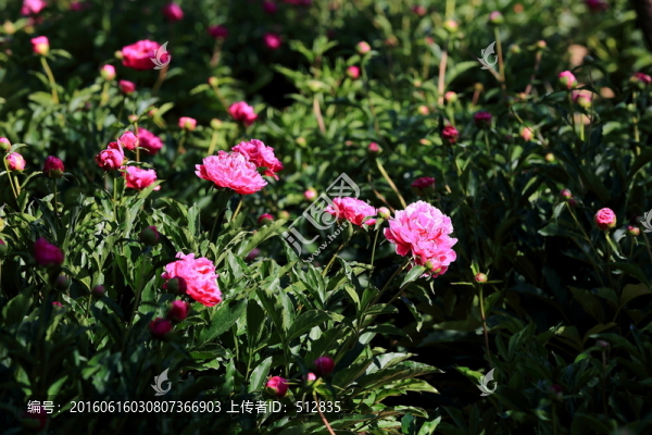 芍藥園
