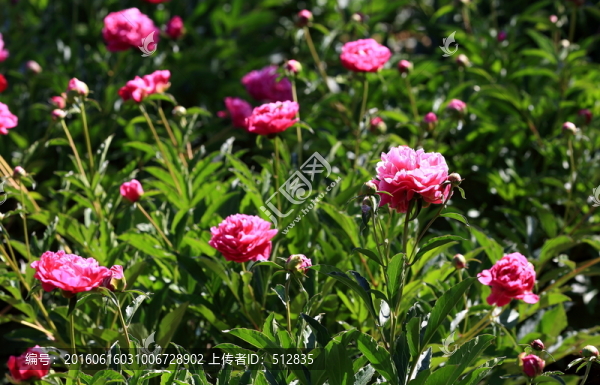 芍藥花