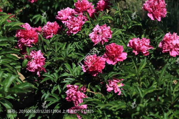 芍藥花