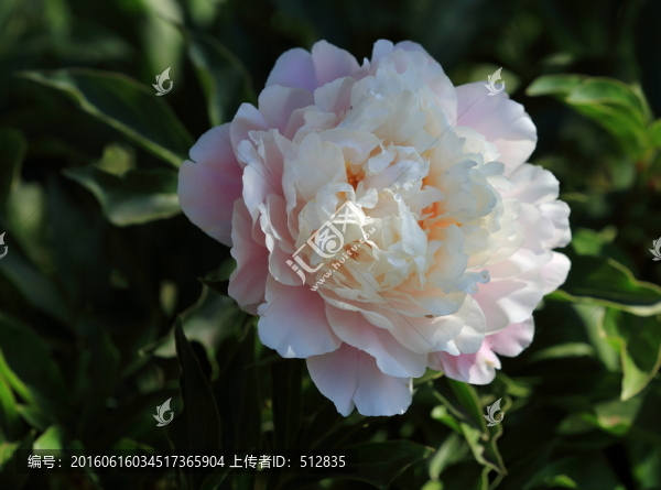 芍藥花