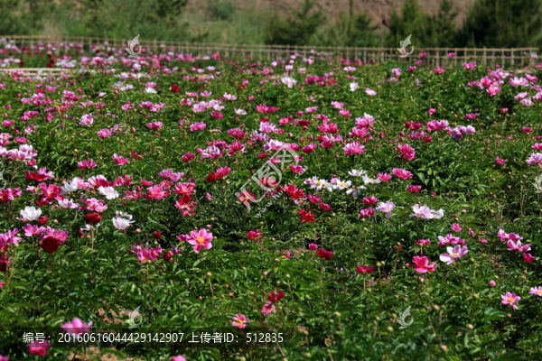 芍藥園