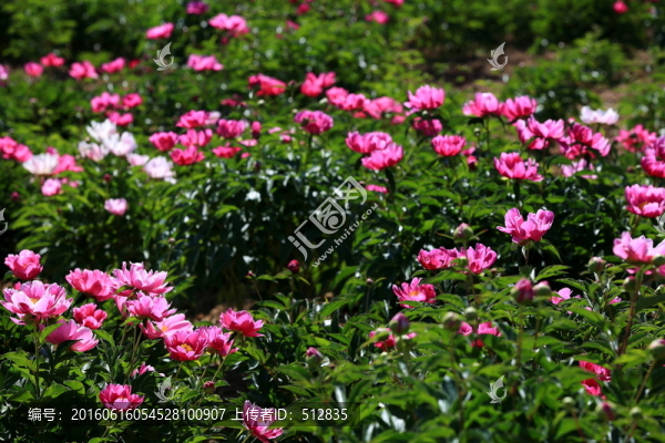 芍藥園