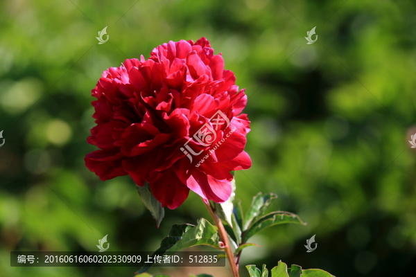 芍藥花