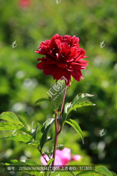 芍藥花