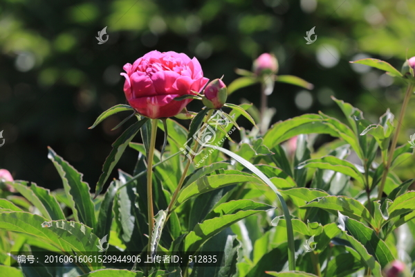 芍藥花