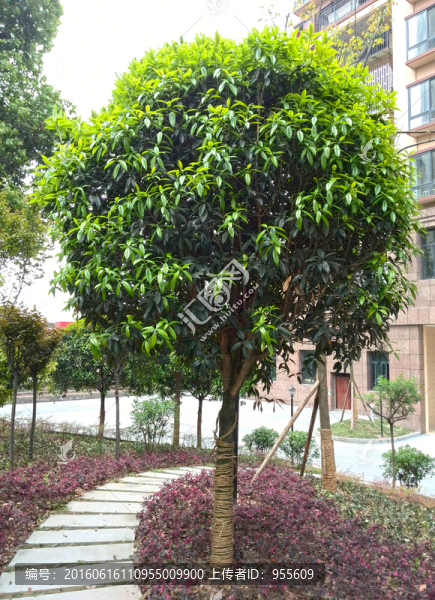 綠色植物