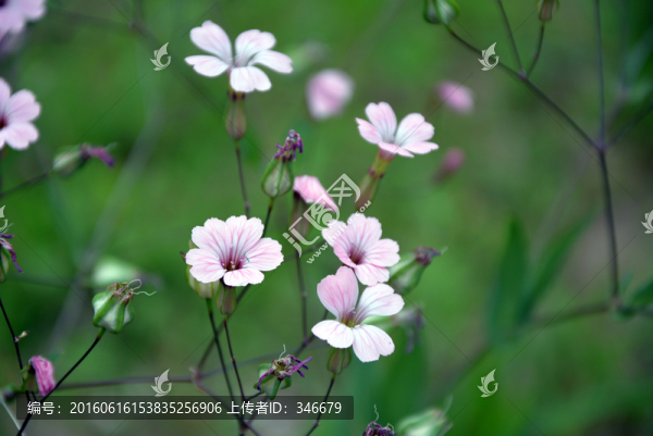 小野花