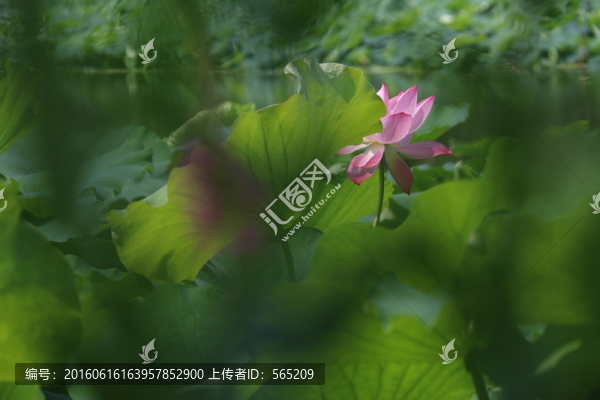 荷花荷葉