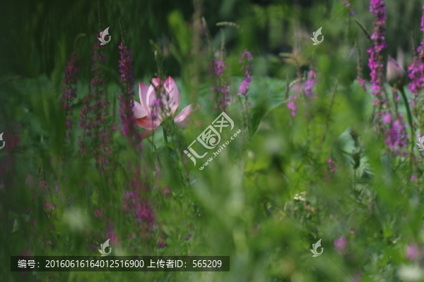 荷花荷葉