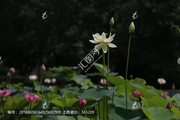 荷花荷葉