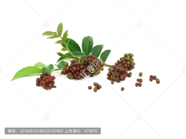 麻椒