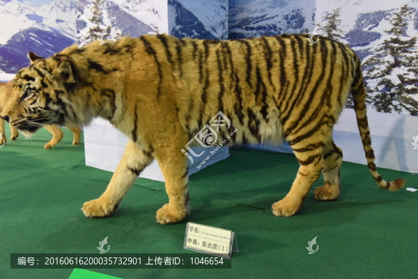 東北虎標(biāo)本